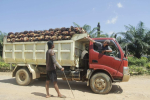 Pencurian Sawit Ancam Petani, Pekerja, dan Usaha Perkebunan