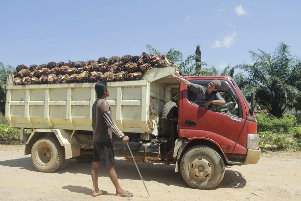 Pencurian Sawit Ancam Petani, Pekerja, dan Usaha Perkebunan