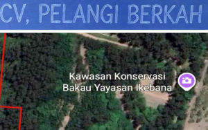 Pantai Rebo Disorot, Mangrove dan Tambang Timah Jadi Tanda Tanya