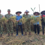 Panen Raya di Tangerang, Kodim 0506/Tgr Targetkan Penguatan Swasembada Pangan