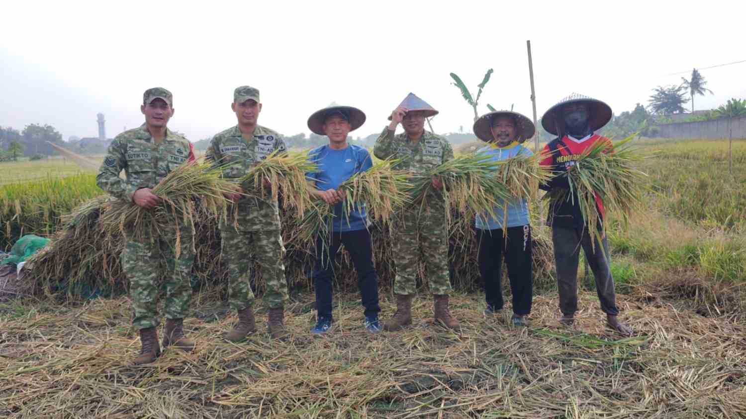 Panen Raya di Tangerang, Kodim 0506/Tgr Targetkan Penguatan Swasembada Pangan